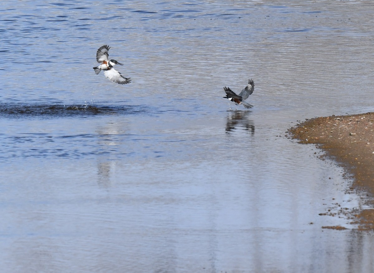 Belted Kingfisher - ML620694534