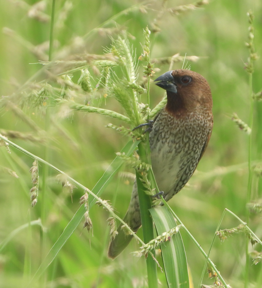 Scaly-breasted Munia - ML620694536