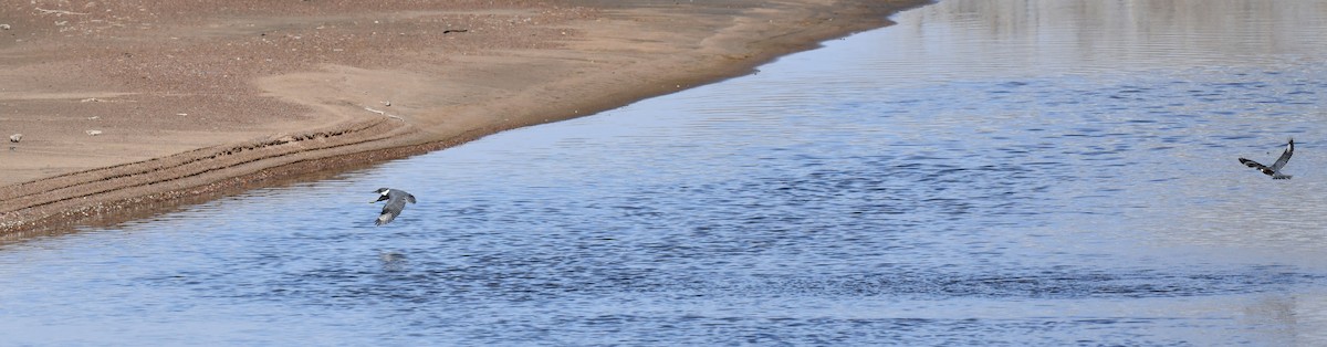 Belted Kingfisher - ML620694538