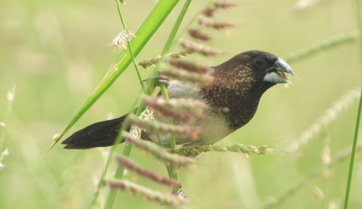 White-rumped Munia - ML620694539