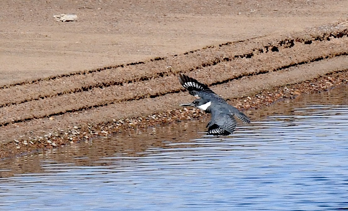 Belted Kingfisher - ML620694540