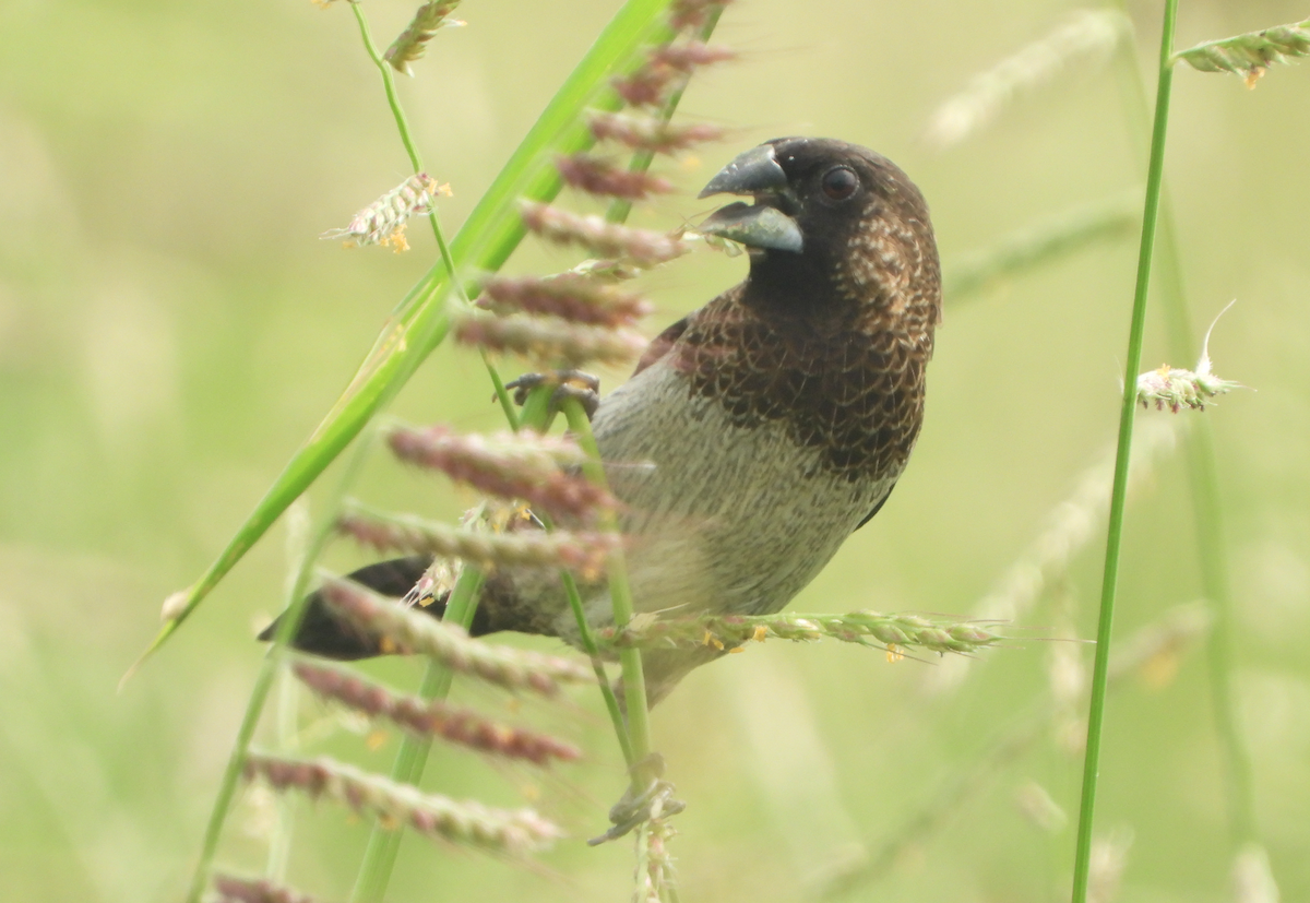 White-rumped Munia - ML620694543