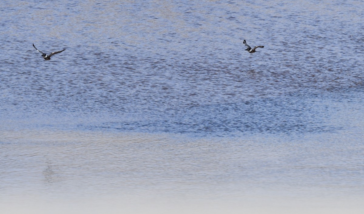 Belted Kingfisher - Kristen Cart