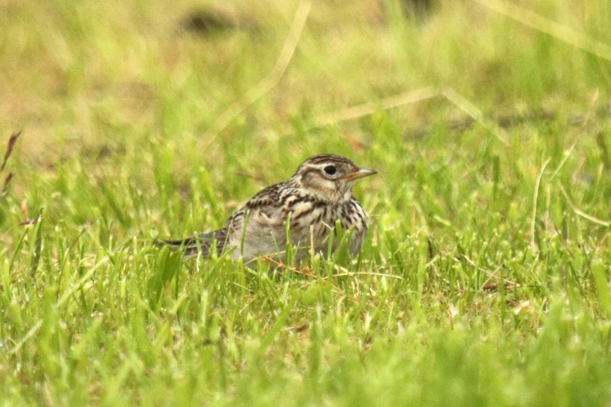 Eurasian Skylark - Jan Roedolf