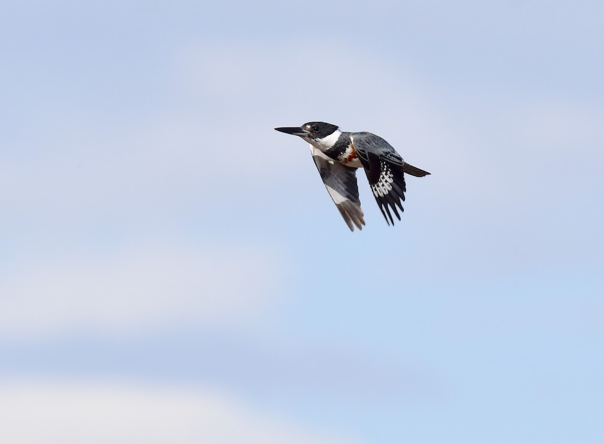 Belted Kingfisher - Kristen Cart