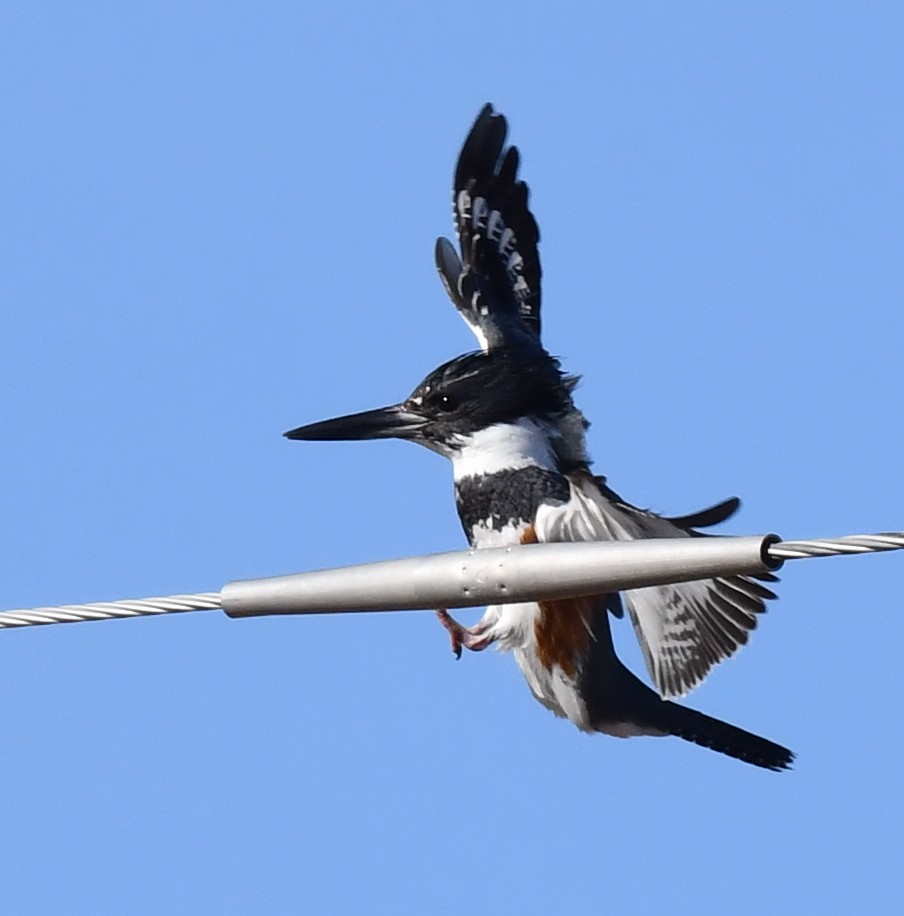 Belted Kingfisher - ML620694547