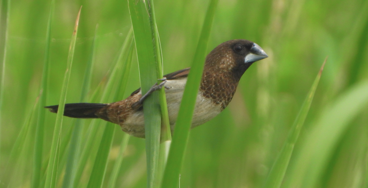 White-rumped Munia - ML620694548