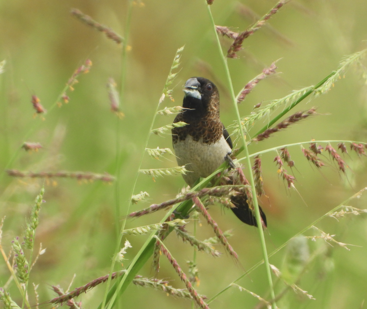 White-rumped Munia - ML620694549