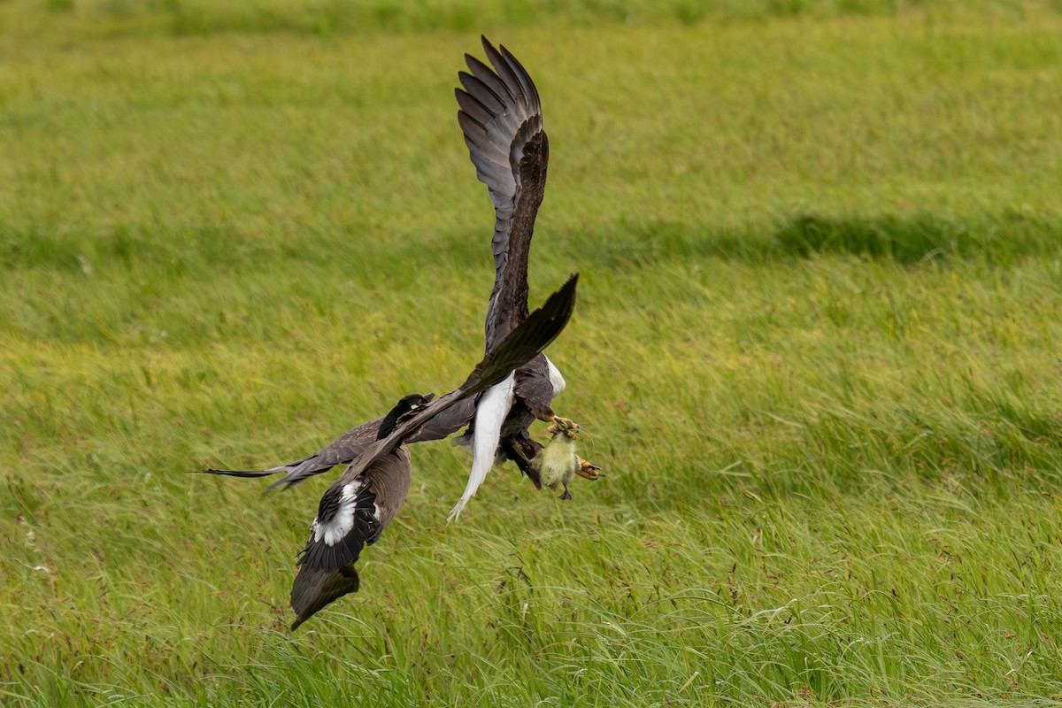 Weißkopf-Seeadler - ML620694550