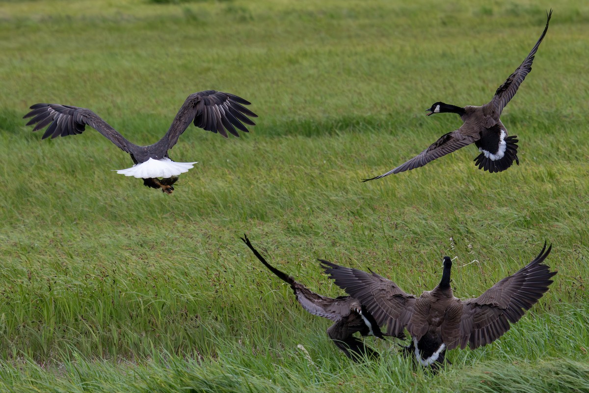 Weißkopf-Seeadler - ML620694551