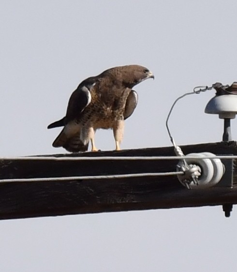 Swainson's Hawk - ML620694552