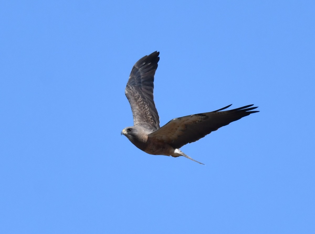 Swainson's Hawk - ML620694553