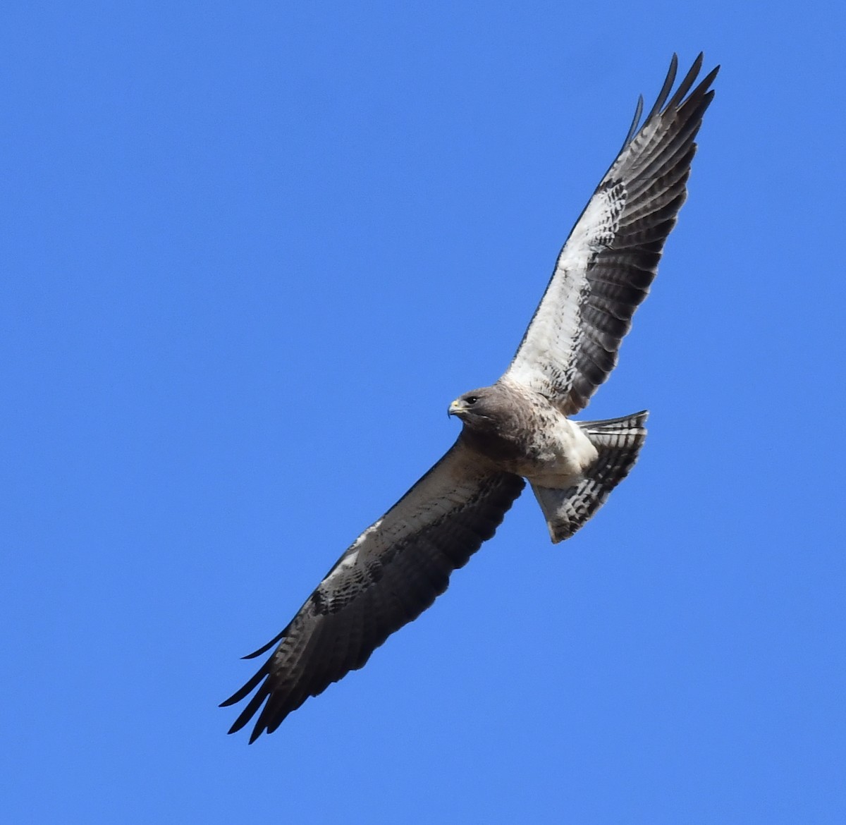 Swainson's Hawk - ML620694554