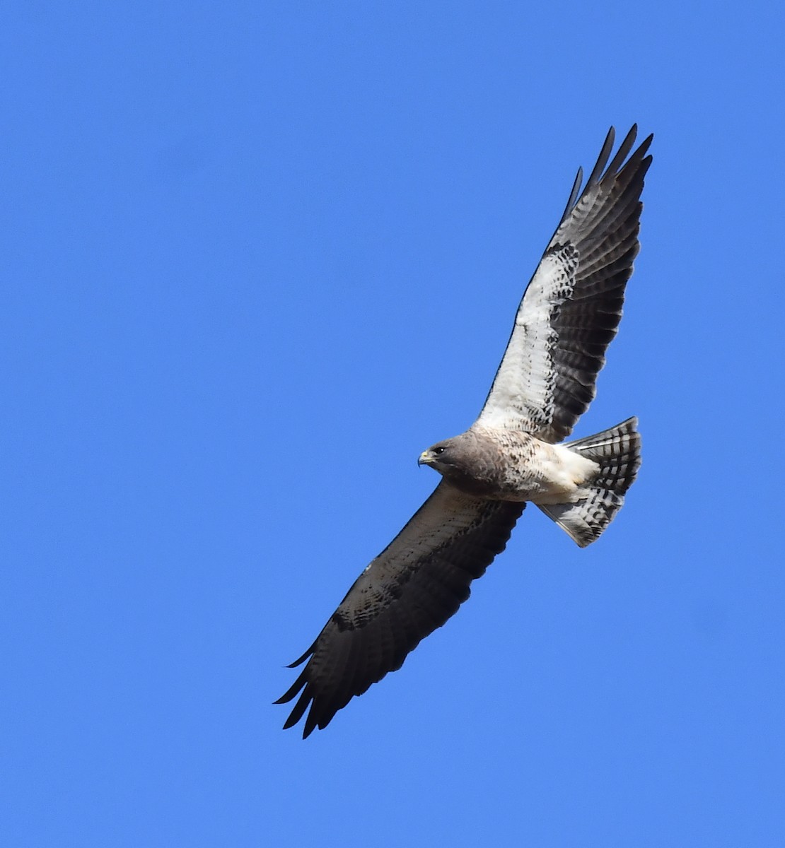 Swainson's Hawk - ML620694555