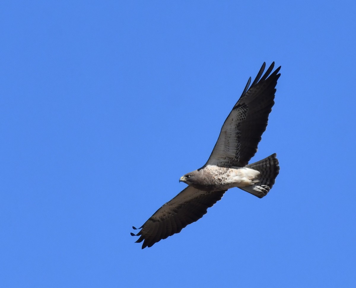 Swainson's Hawk - Kristen Cart