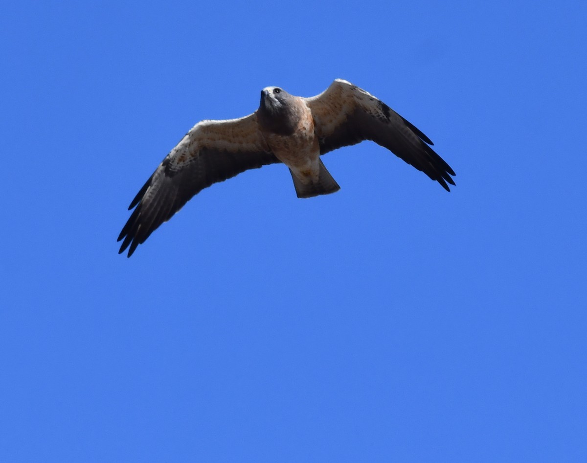 Swainson's Hawk - ML620694557