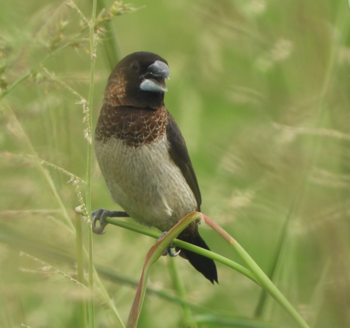 White-rumped Munia - ML620694558