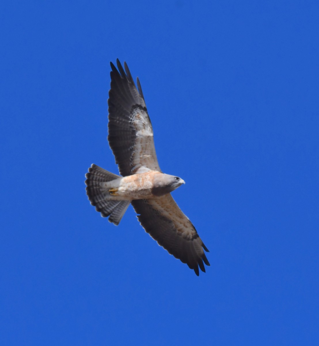 Swainson's Hawk - ML620694560