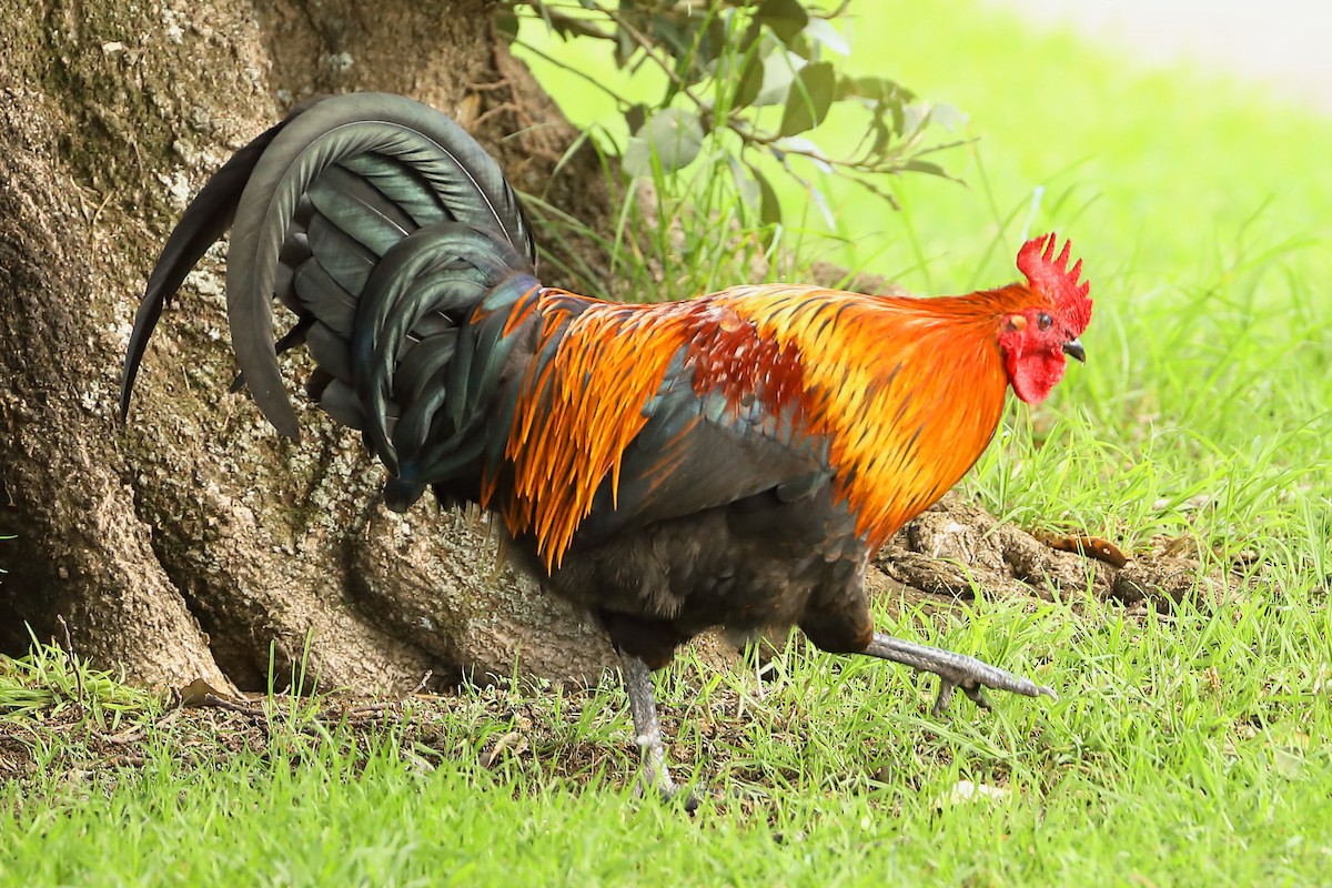 Red Junglefowl (Domestic type) - ML620694561