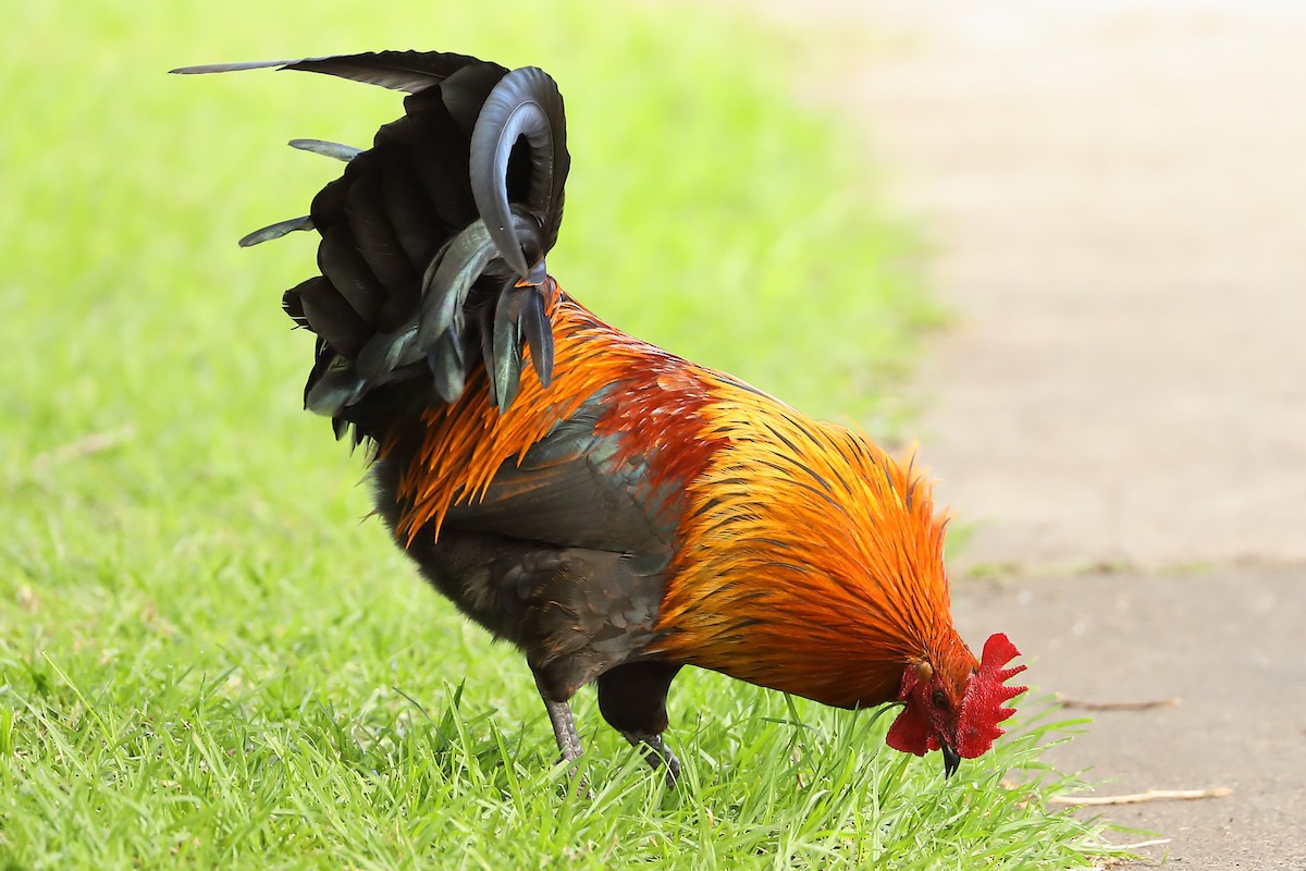 Red Junglefowl (Domestic type) - ML620694562