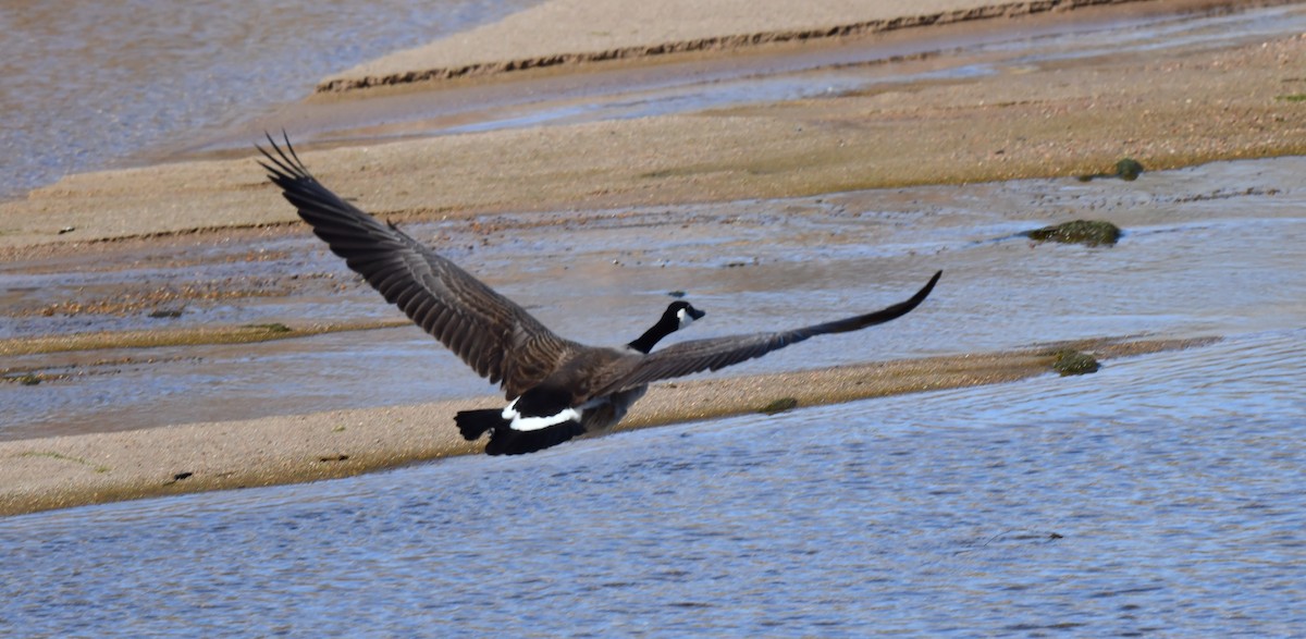 Canada Goose - ML620694563