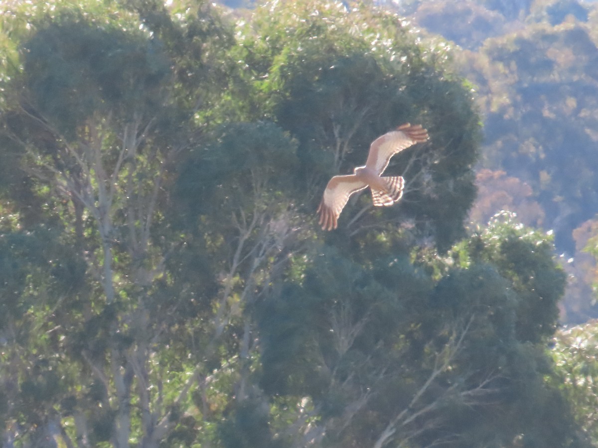 Spotted Harrier - ML620694566