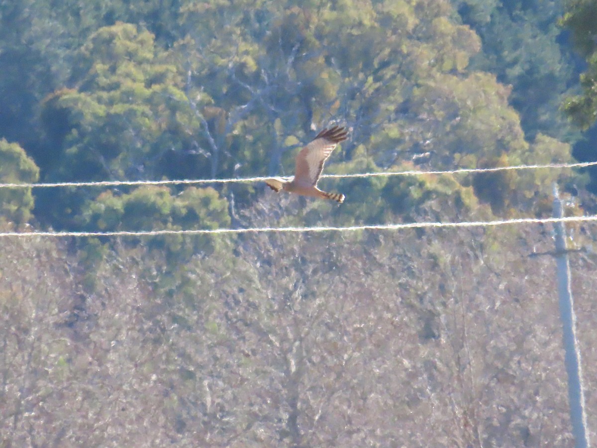 Spotted Harrier - ML620694567