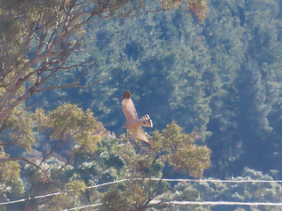 Spotted Harrier - ML620694568