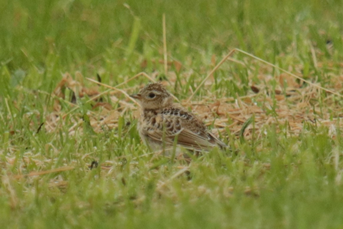 Eurasian Skylark - ML620694570