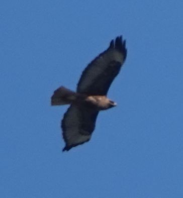 Red-tailed Hawk (calurus/alascensis) - ML620694572