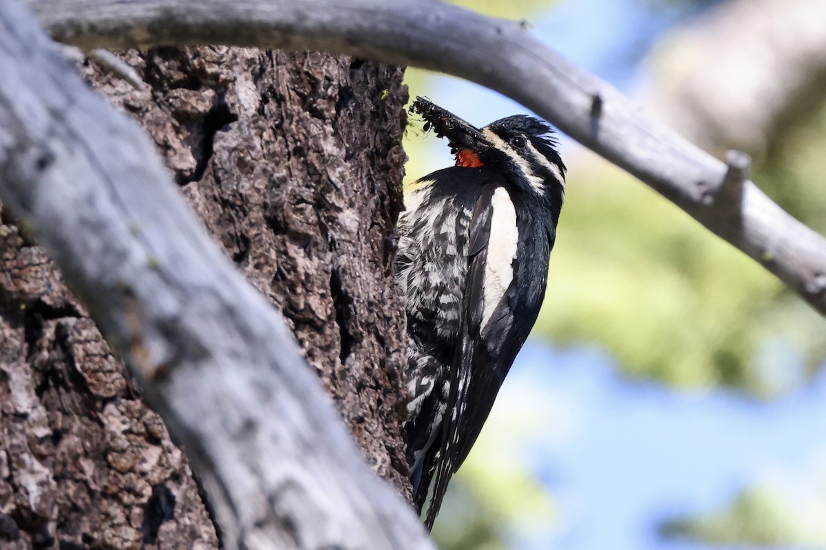 Williamson's Sapsucker - ML620694573