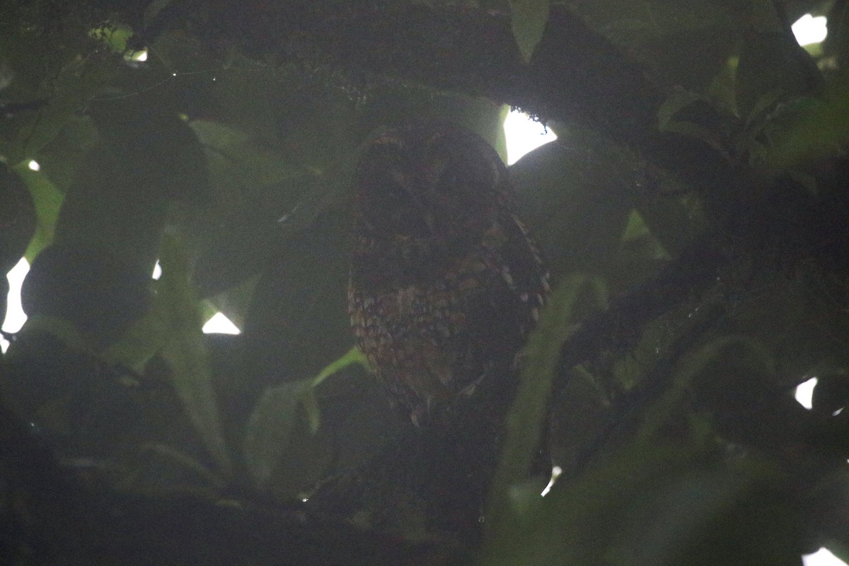 Himalayan Owl - ML620694574
