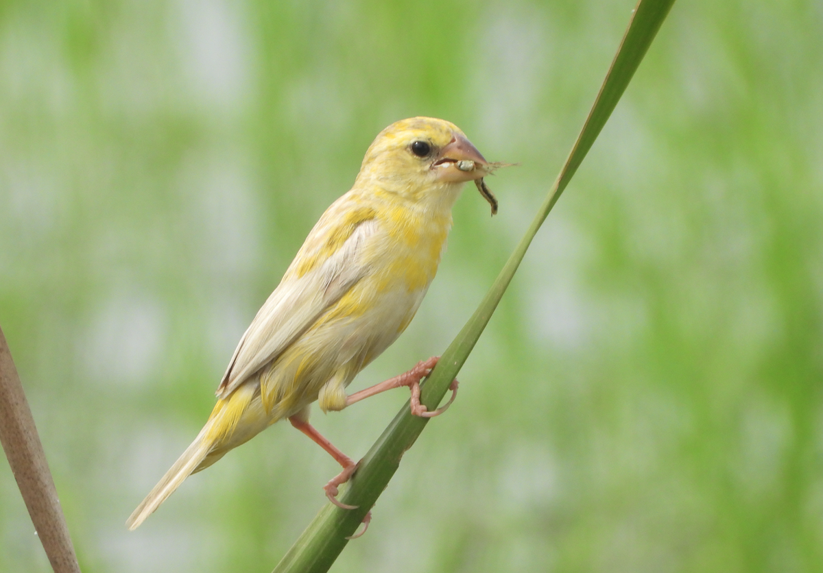 Asian Golden Weaver - ML620694575