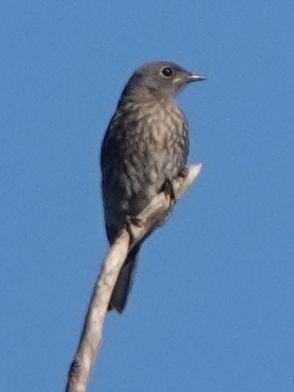 Western Bluebird - Brad Rumble