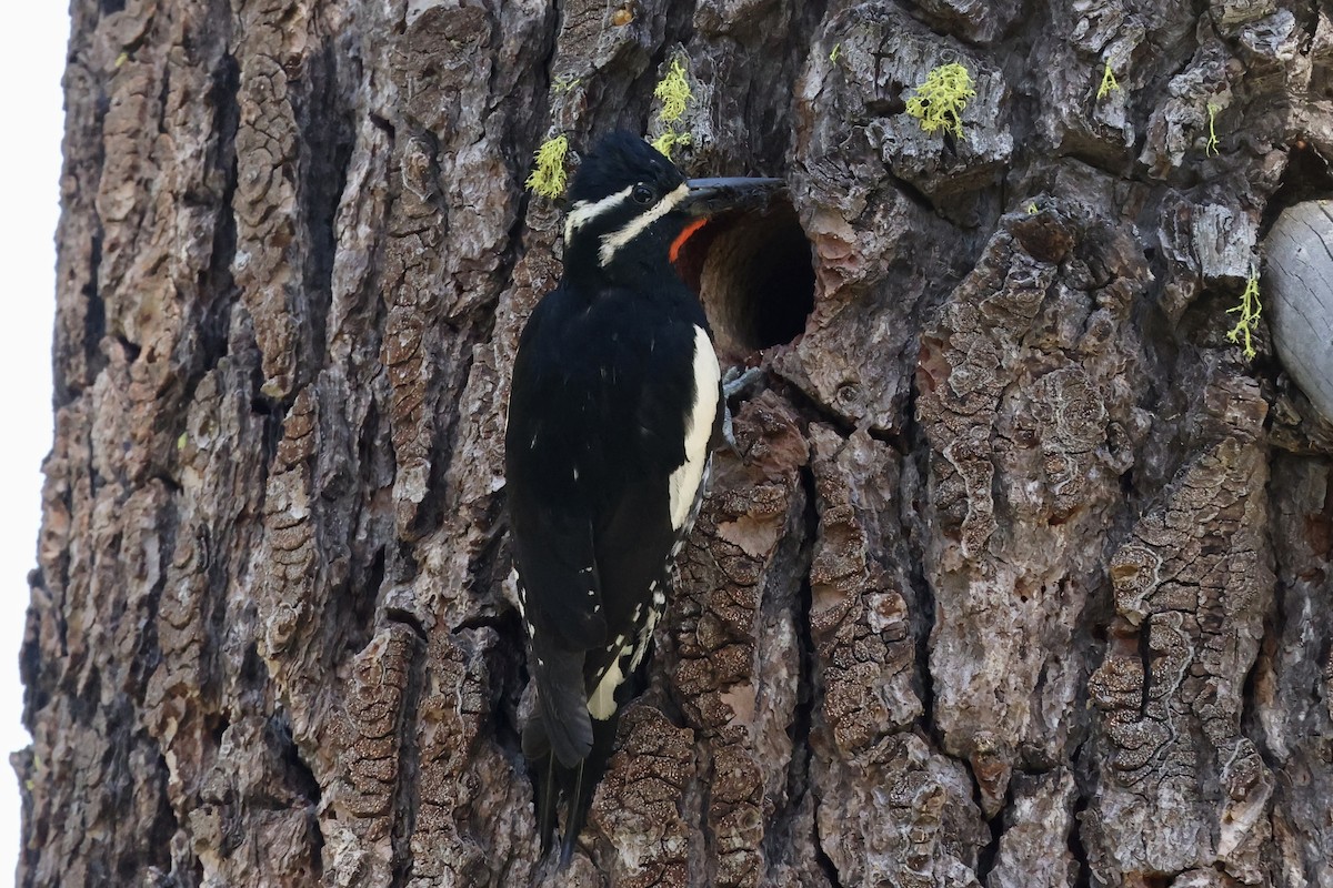 Williamson's Sapsucker - ML620694578