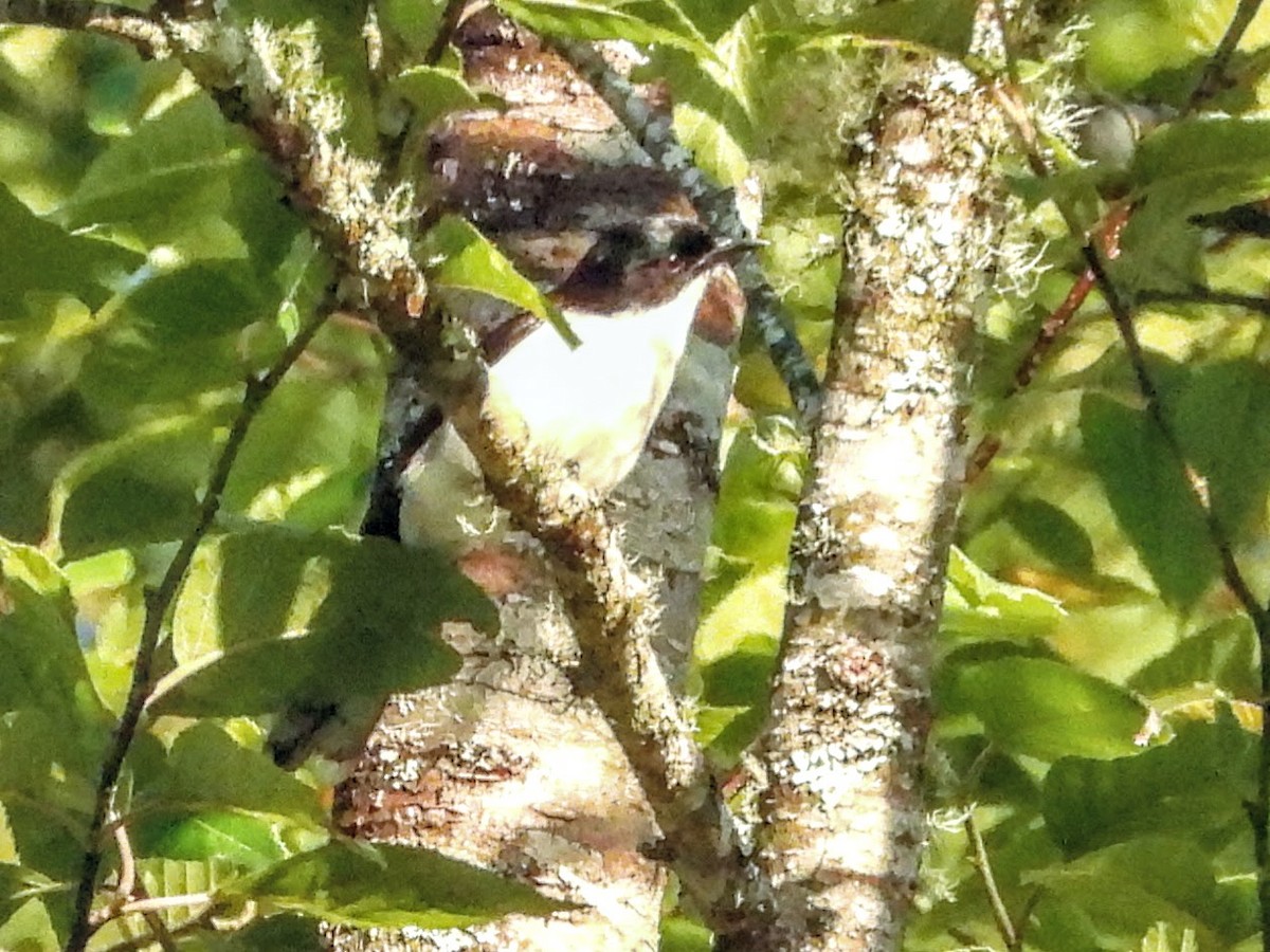 Black-backed Sibia - ML620694581