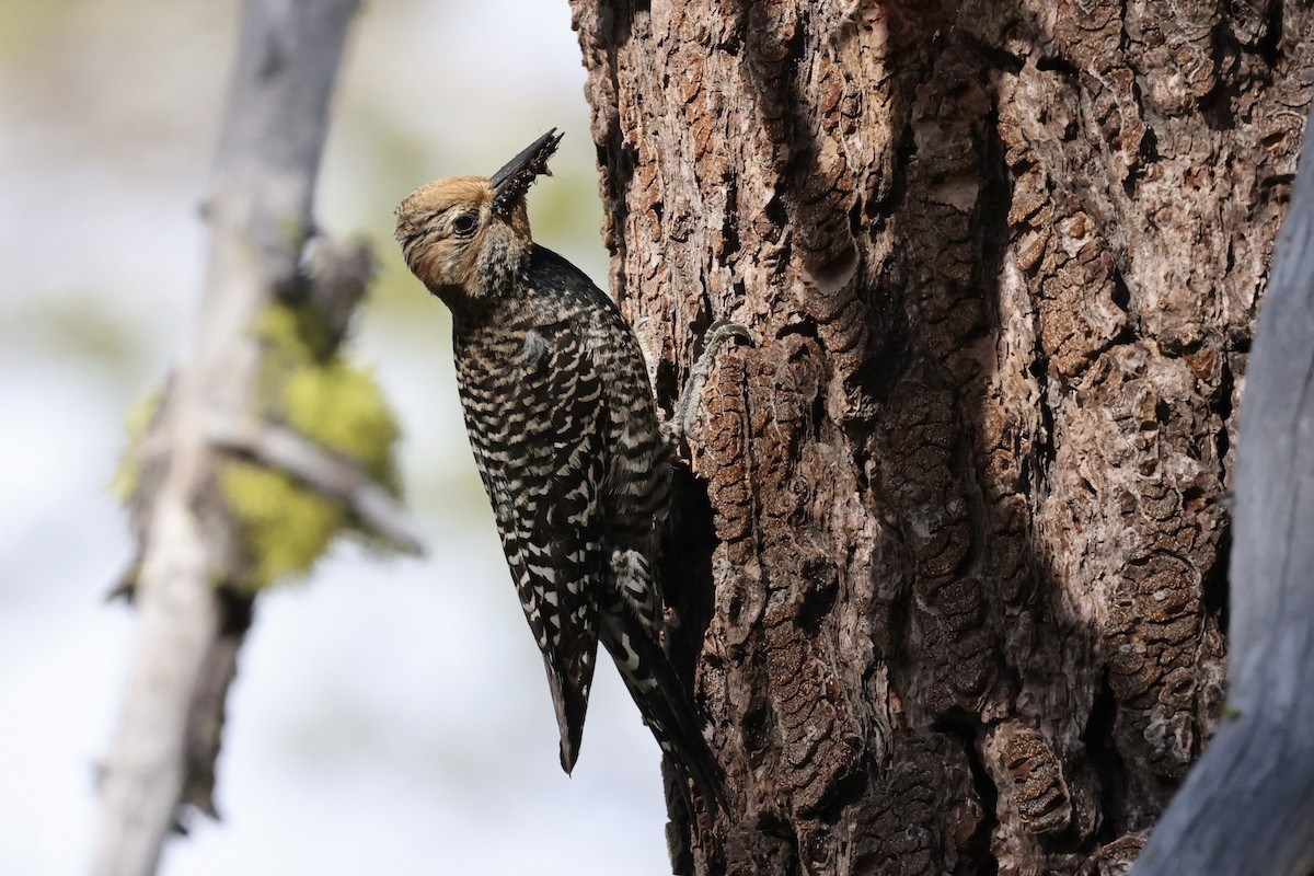 Williamson's Sapsucker - ML620694583