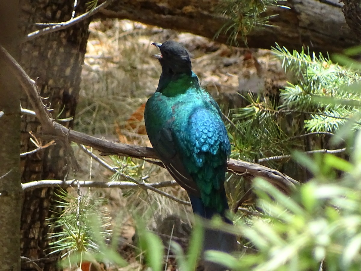 Eared Quetzal - ML620694584