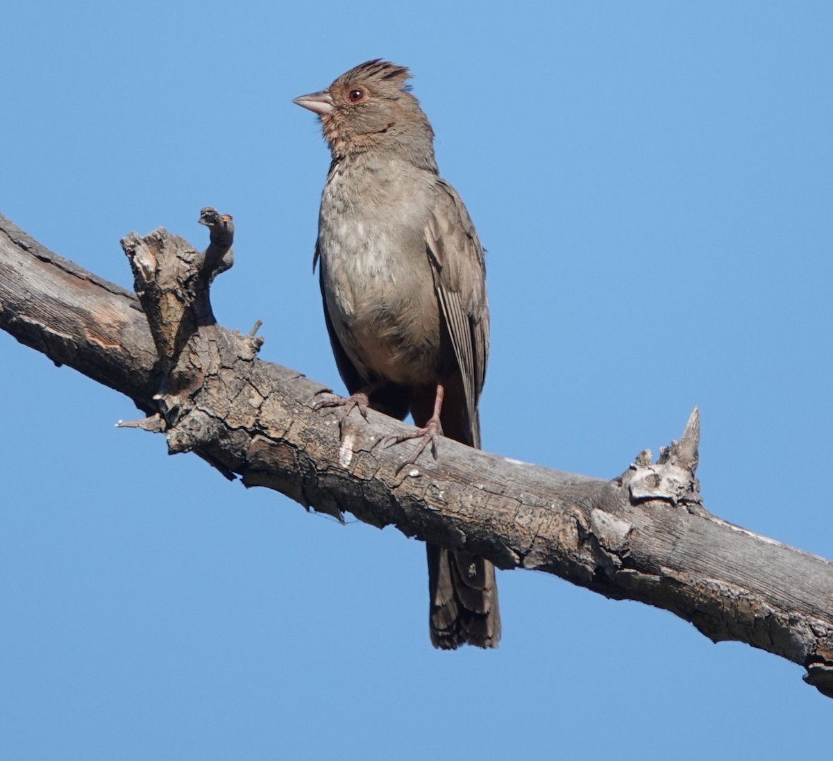 California Towhee - ML620694586