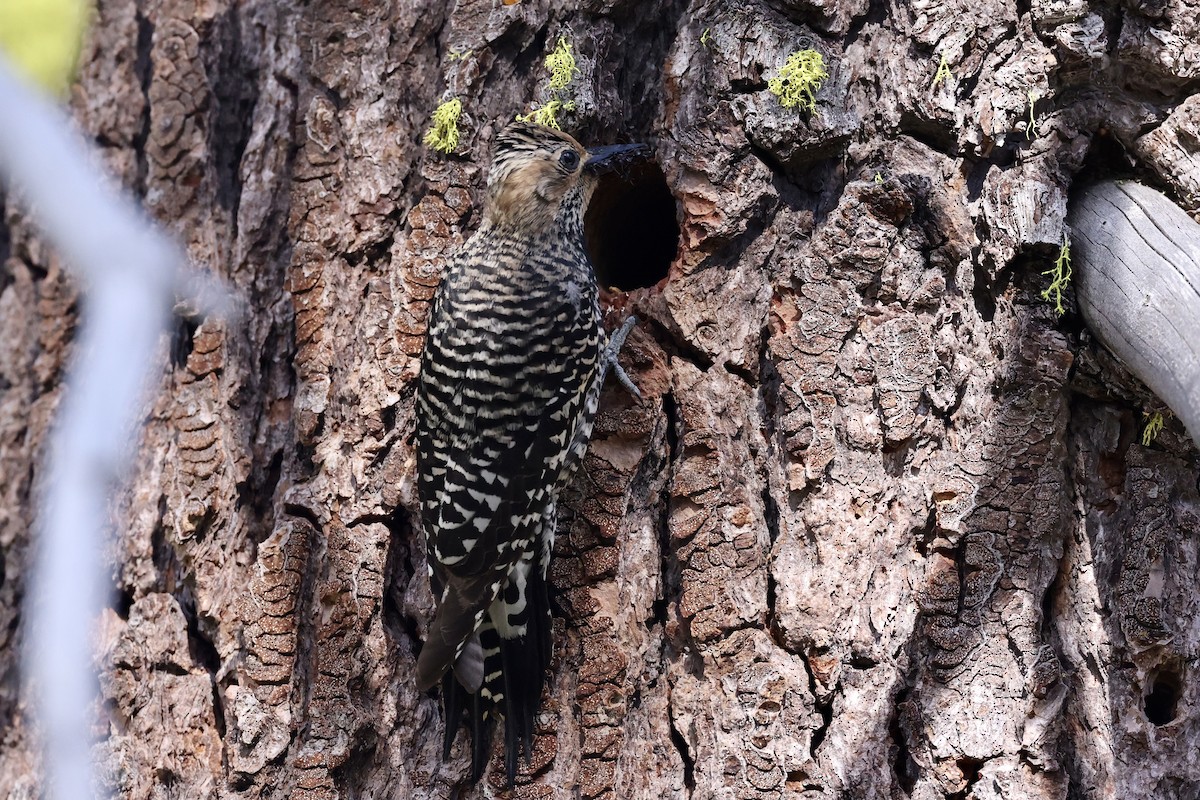 Williamson's Sapsucker - ML620694587