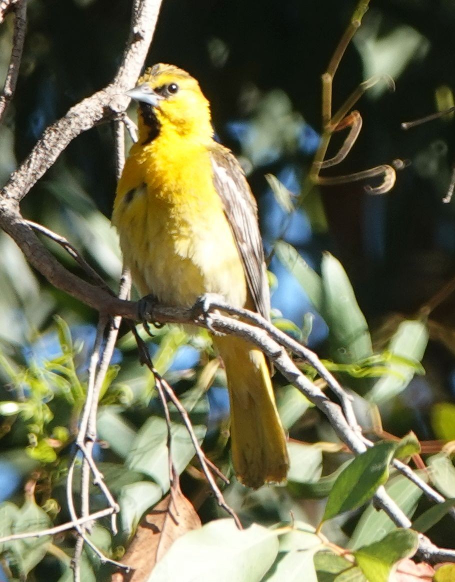 Bullock's Oriole - ML620694588