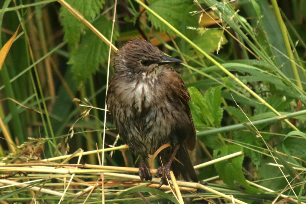 European Starling - ML620694589