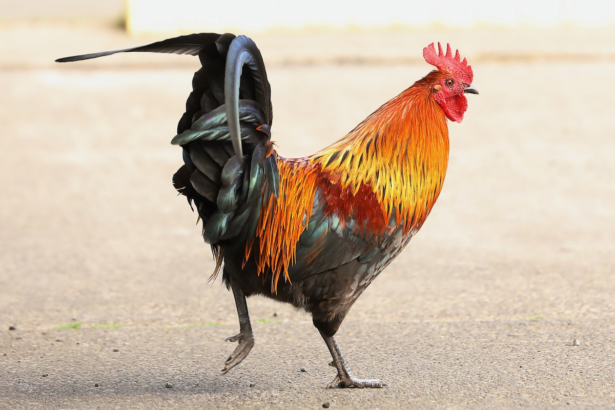 Red Junglefowl (Domestic type) - ML620694591