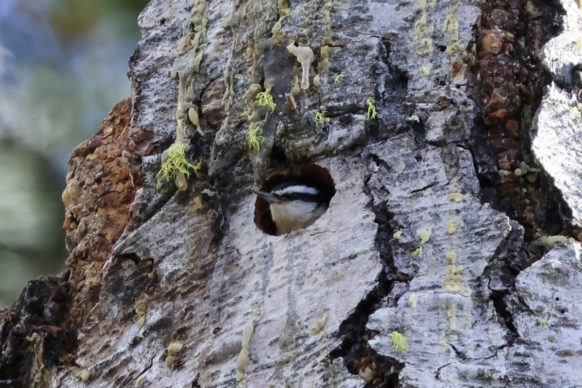 Red-breasted Nuthatch - ML620694592