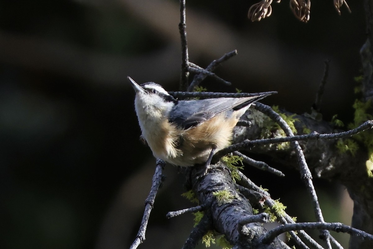 Red-breasted Nuthatch - ML620694593