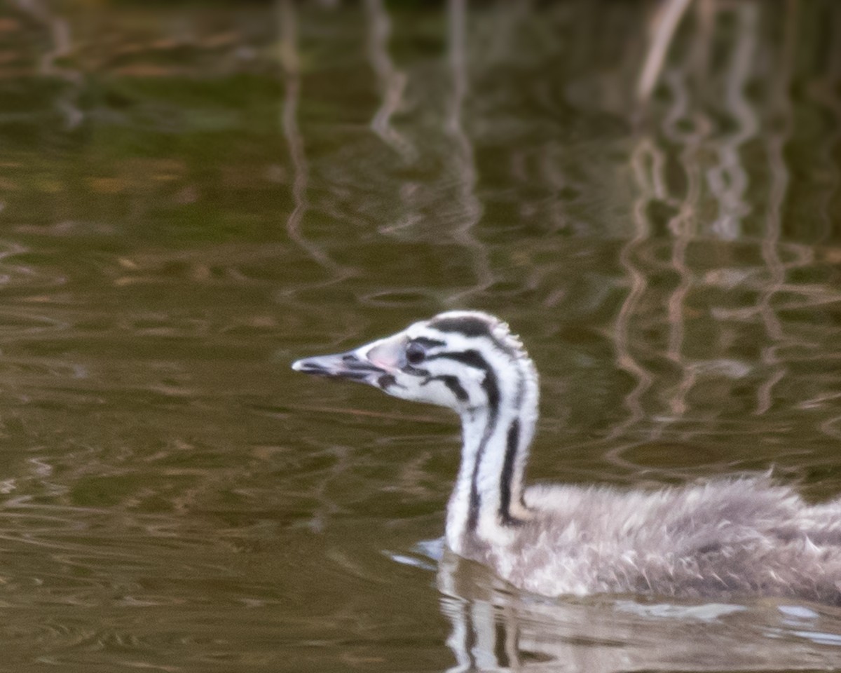 Great Crested Grebe - ML620694599