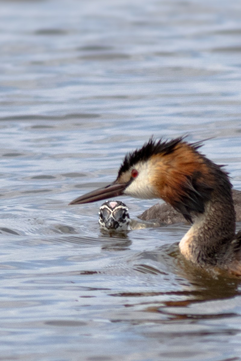 Great Crested Grebe - ML620694600