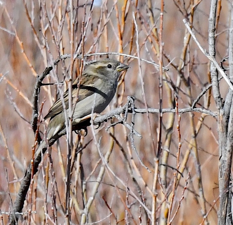 House Sparrow - ML620694602