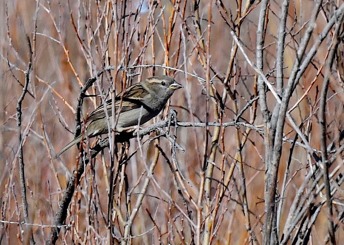 Moineau domestique - ML620694603