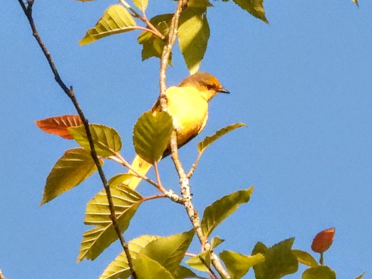 Short-billed Minivet - ML620694604